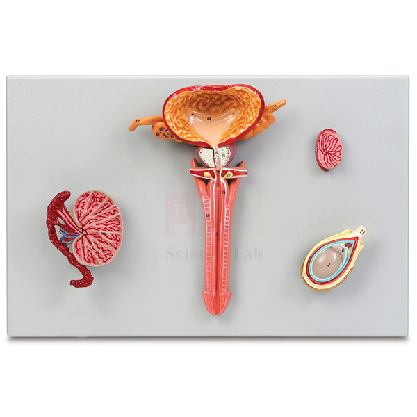 Human Male Reproductive System Model Set